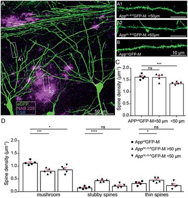 β-secretase inhibition prevents structural spine plasticity deficits in AppNL-G-F mice